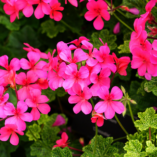 Pink geranium flowering plants